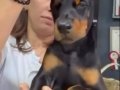 Dünya Standartlarında Doberman Yavruları 