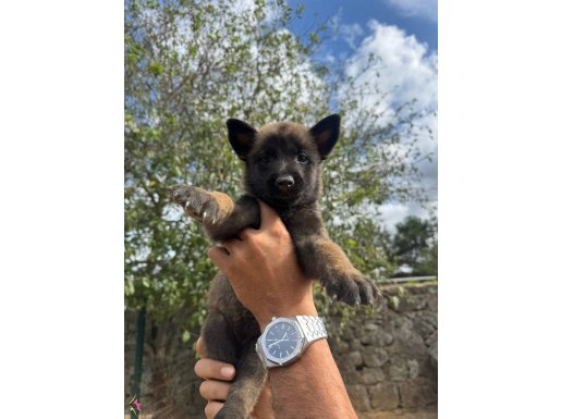 Mükemmel malinois yavruları