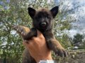 Mükemmel malinois yavruları