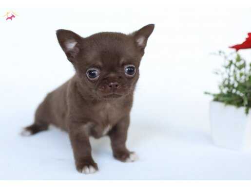 Micro Teacup Chocolate Chihuahua 