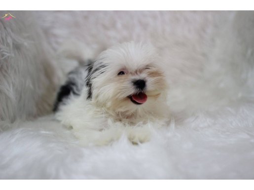 Teacup Maltipoo