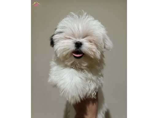 Teacup Maltipo Yavrumuz
