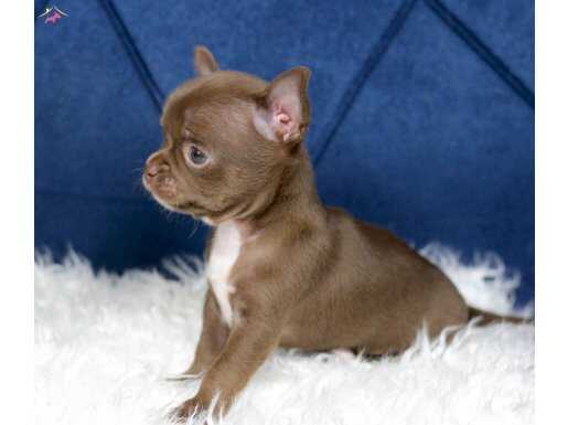 Show Kalite Egzotik Teacup Chihuahua 