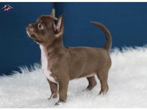 Egzotik Teacup Chihuahua