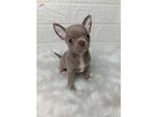 Orijinal Teacup Chihuahua Yavrular