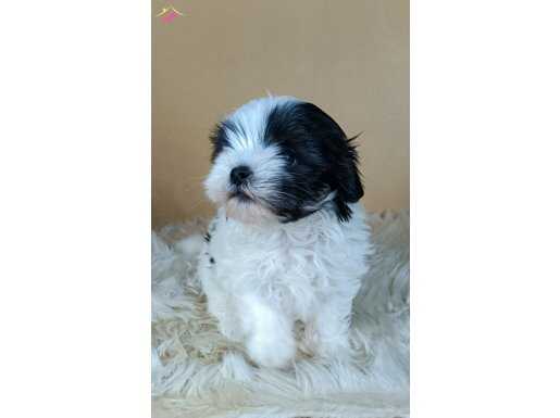 Dişi Teacup Maltipoo 