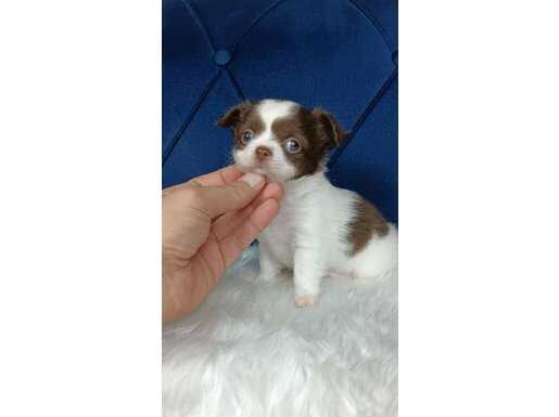 Teacup Chihuahua Yavrular