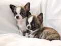 Teacup Elma Kafa Chihuahua 