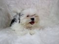 Teacup Maltipoo