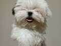 Teacup Maltipo Yavrumuz