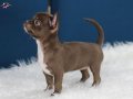 Egzotik Teacup Chihuahua
