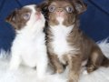 Orijinal Chocolate White Ve Chocolate Teacup Chihuahua 