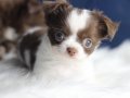 Orijinal Chocolate White Ve Chocolate Teacup Chihuahua 