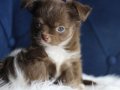 Orijinal Chocolate White Ve Chocolate Teacup Chihuahua 