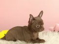 Egzotik Chocolate Chihuahua
