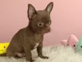 Egzotik Chocolate Chihuahua