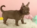 Egzotik Chocolate Chihuahua