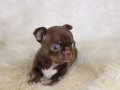 Egzotic Teacup Chihuahua