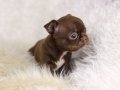 Egzotic Teacup Chihuahua