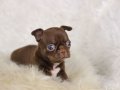 Egzotic Teacup Chihuahua
