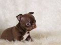 Egzotic Teacup Chihuahua