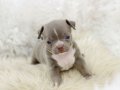 Egzotic Teacup Chihuahua