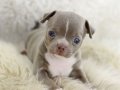 Egzotic Teacup Chihuahua