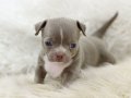 Egzotic Teacup Chihuahua