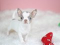 Egzotik Lilac White Chihuahua