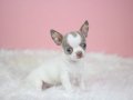 Egzotik Lilac White Chihuahua