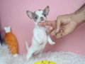Egzotik Lilac White Chihuahua