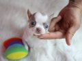 Egzotik Lilac White Chihuahua
