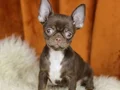 Egzotic Chocolate Chihuahua