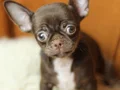 Egzotic Chocolate Chihuahua