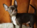 Egzotic Chocolate Chihuahua