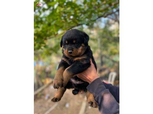 A kaliteli rottweiler yavruları 