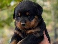 A kaliteli rottweiler yavruları 