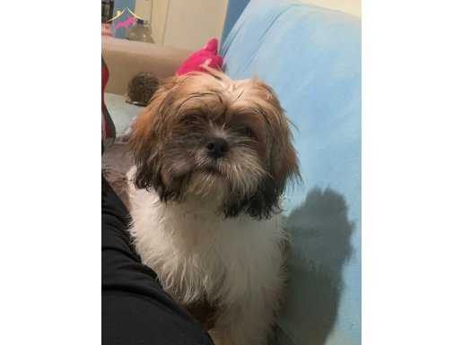 Abd den geldim - Lhasa Apso yeni yuvasını arıyor