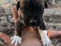 Birbirinden Güzel Pitbull Yavruları