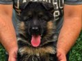 Üst seviye Alman çoban köpeği yavruları