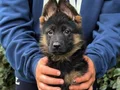 Üst seviye Alman çoban köpeği yavruları