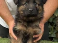 Üst seviye Alman çoban köpeği yavruları