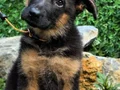 Üst seviye Alman çoban köpeği yavruları