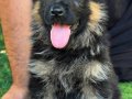Üst seviye Alman çoban köpeği yavruları