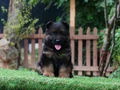 Üst seviye Alman çoban köpeği yavruları
