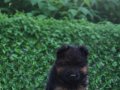 Üst seviye Alman çoban köpeği yavruları