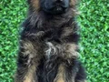 Üst seviye Alman çoban köpeği yavruları