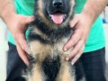 Üst seviye Alman çoban köpeği yavruları