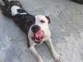 Zorunluluktan Acil Satılık Boston Terrier Pug Kırması 