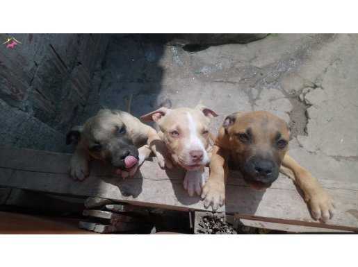 Yavru pitbull